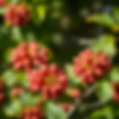Horse chestnut flowers in bloom