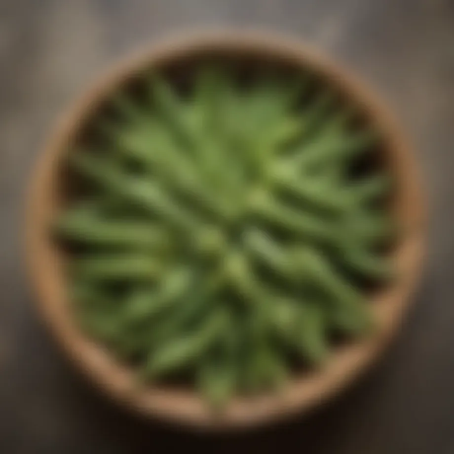 Fresh okra displayed in a basket