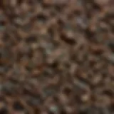 Close-up of black cumin seeds illustrating their natural essence