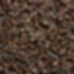 Close-up of black cumin seeds illustrating their natural essence