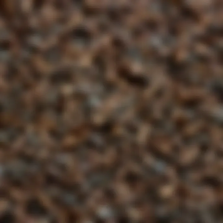 The Essence of Black Cumin Seeds Close-up of black cumin seeds illustrating their natural essence