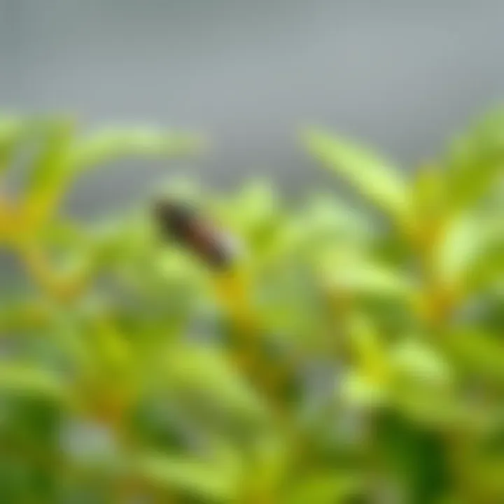 Citronella Plant Benefits Close-up of a citronella plant known for its fly-repelling properties