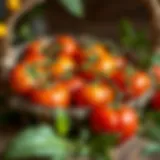 Vibrant doma tomatoes displayed in a rustic wooden basket