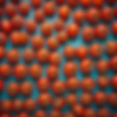 Vibrant Small Tomatoes for Freezing Vibrant small tomatoes ready for freezing