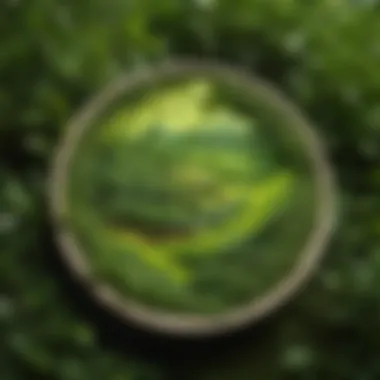 Nature's Gift A vibrant green landscape symbolizing the natural origins of green tea.