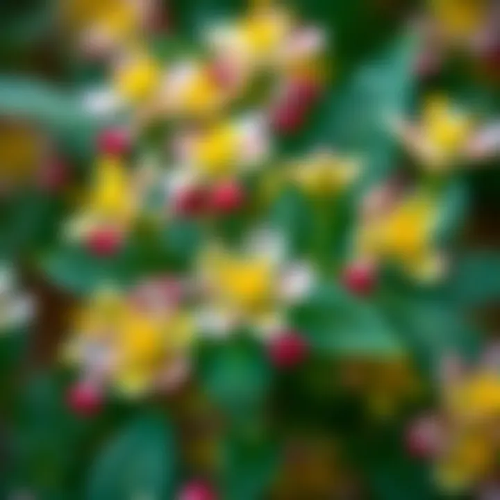 Close-up of St. John's Wort Flowers Close-up of St. John's Wort flowers, key ingredient for the oil