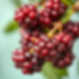 Close-up of ripe mulberries on a branch