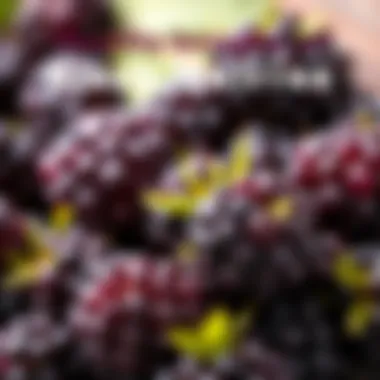 Health benefits infographic of black mulberries