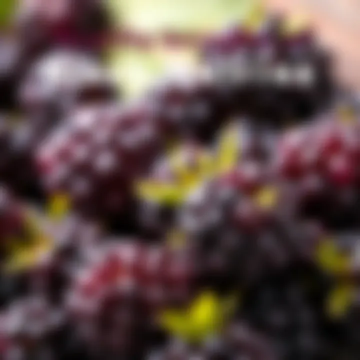 Health benefits infographic of black mulberries