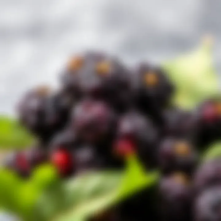 Nutritional breakdown of black mulberries