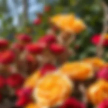 A decorative display of dried roses in a natural setting