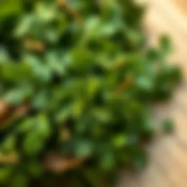 Texture of Dried Parsley Leaves A close-up of parsley leaves, illustrating texture