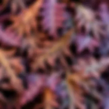 Dried Melissa Leaves Close-up of dried Melissa leaves showcasing their texture