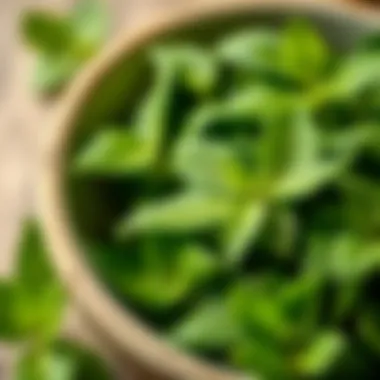 Natural Fresh Mint Leaves A close-up of fresh mint leaves in a bowl, representing natural ingredients.