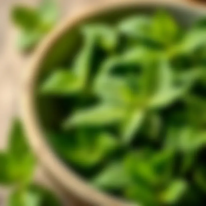 Natural Fresh Mint Leaves A close-up of fresh mint leaves in a bowl, representing natural ingredients.