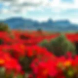 A serene landscape showcasing the iconic fynbos of South Africa, the home of Rooibos tea