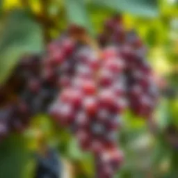 Seasonal grape harvesting