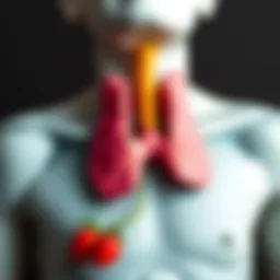 Thyroid gland diagram illustrating its location and function